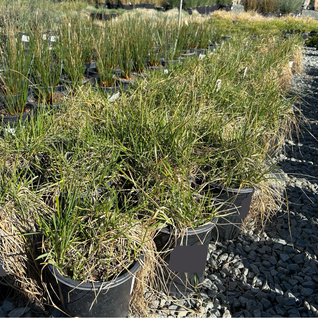 Leymus triticoides 'Lagunita'