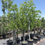 Li Jujube Tree