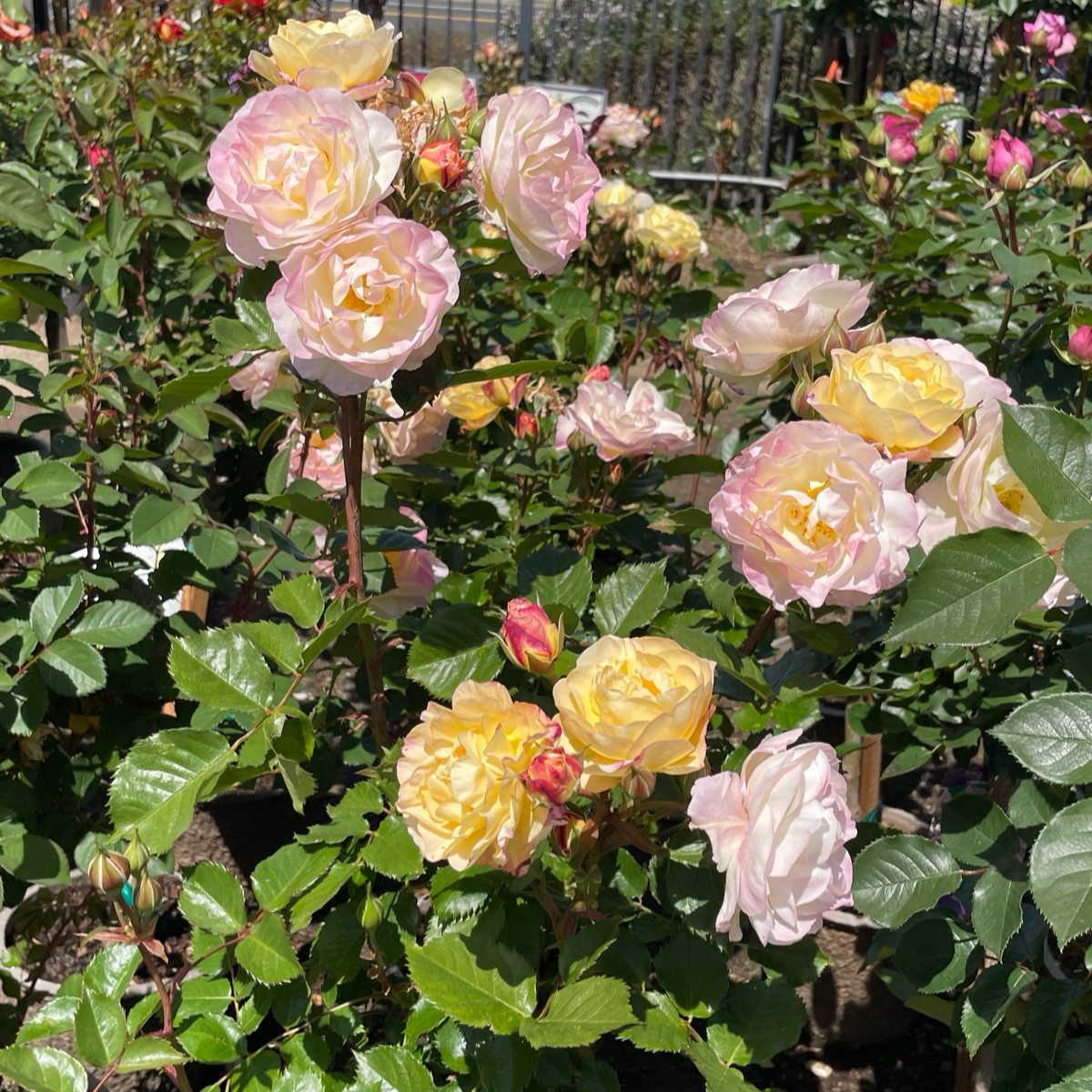 Life of the Party Floribunda Rose