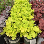 Lime Marmalade Coral Bells