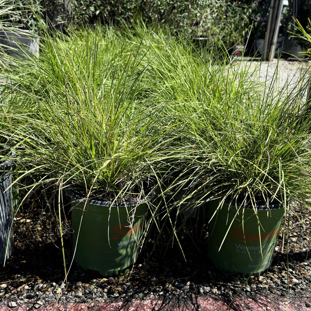 Lime Spritz Mat Rush