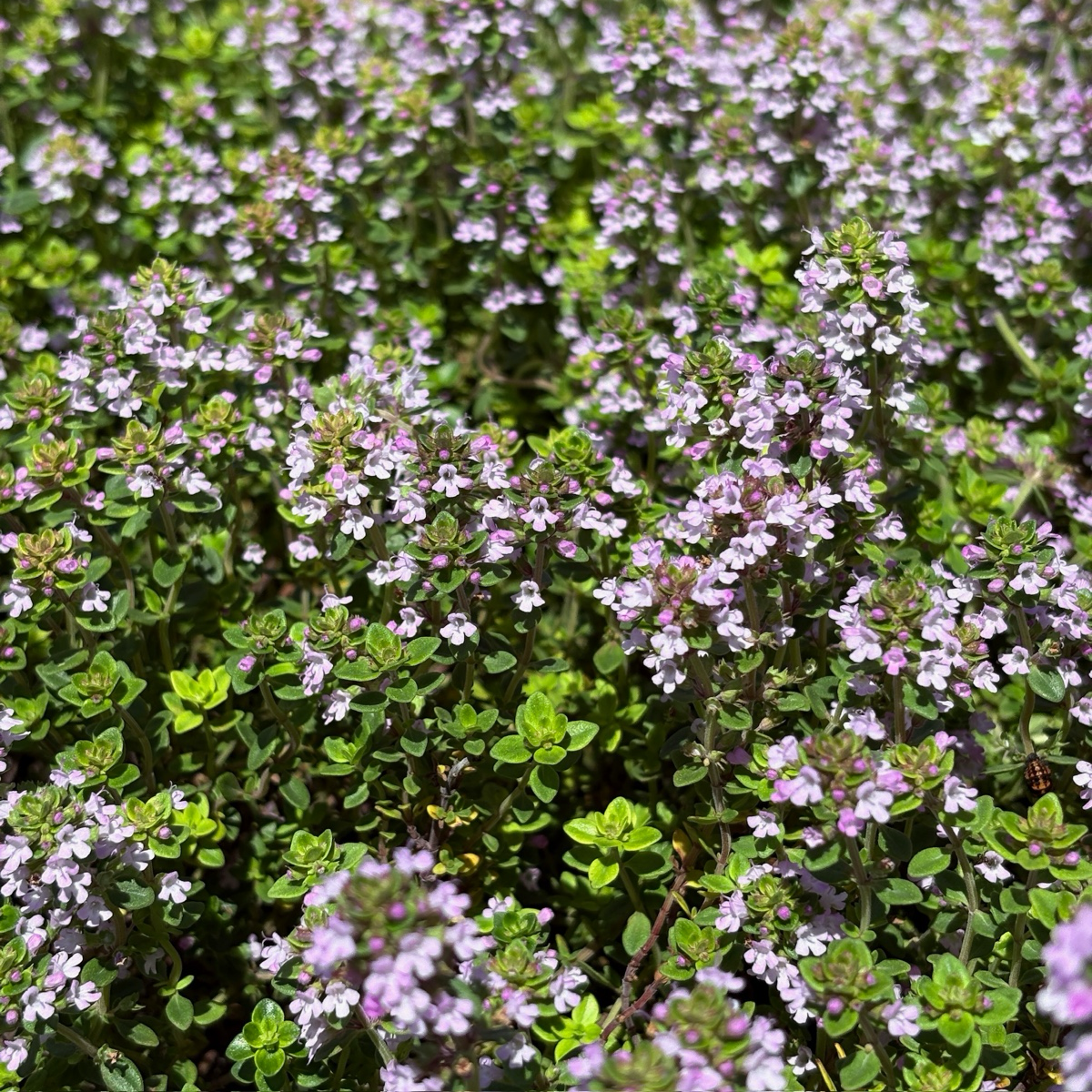 Close-up of a cluster of small purple flowers Lime Thymus with green leaves