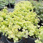Limelight Licorice Plant