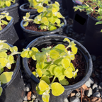 Limelight Licorice Plant