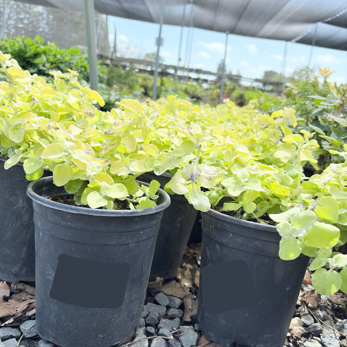 Limelight Licorice Plant