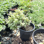 Limelight Licorice Plant