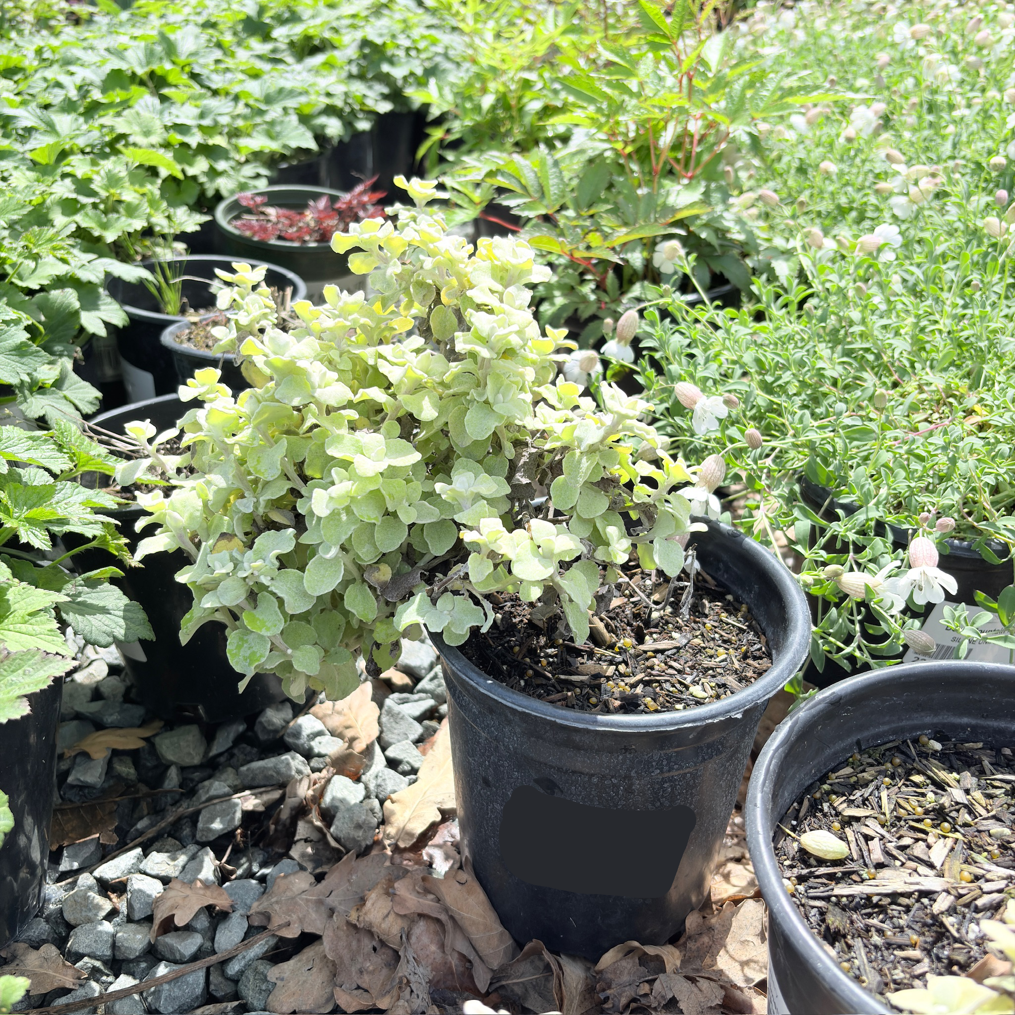 Limelight Licorice Plant