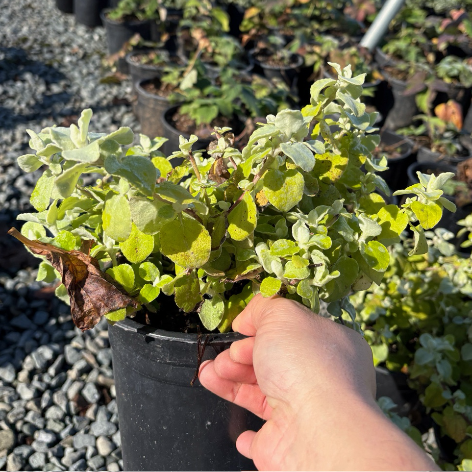 Limelight Licorice Plant