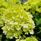 Limelight Panicle Hydrangea