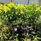 Limelight Panicle Hydrangea