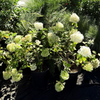 Limelight Panicle Hydrangea