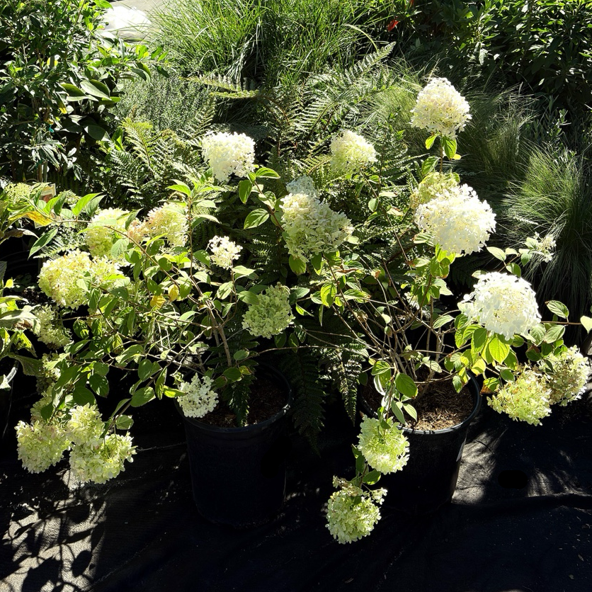 Limelight Panicle Hydrangea