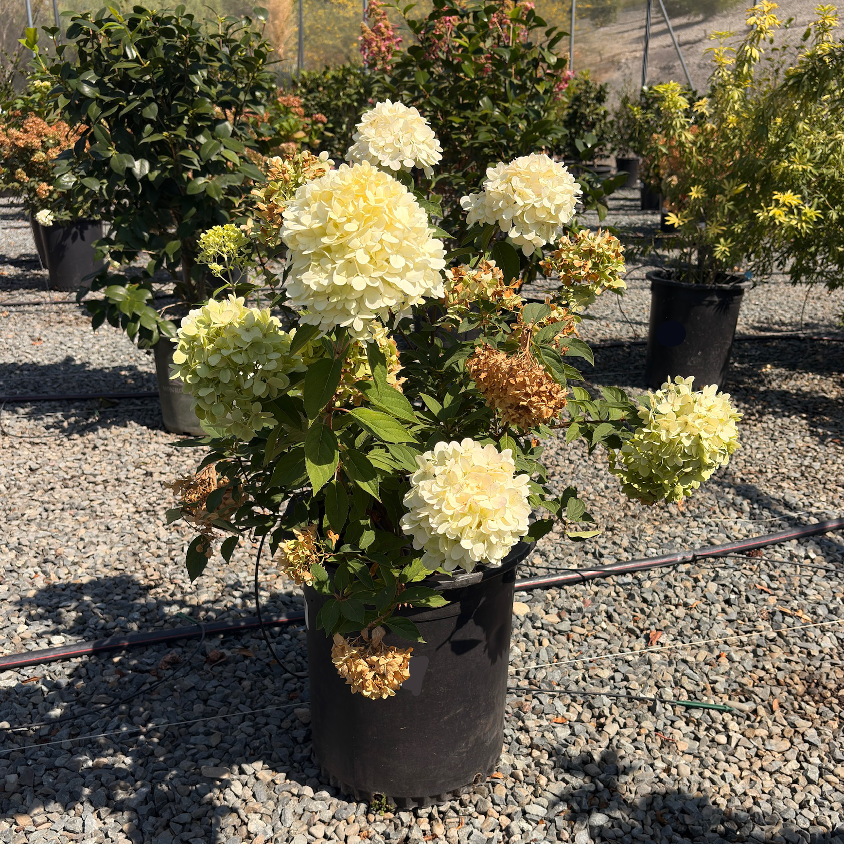 Limelight Panicle Hydrangea