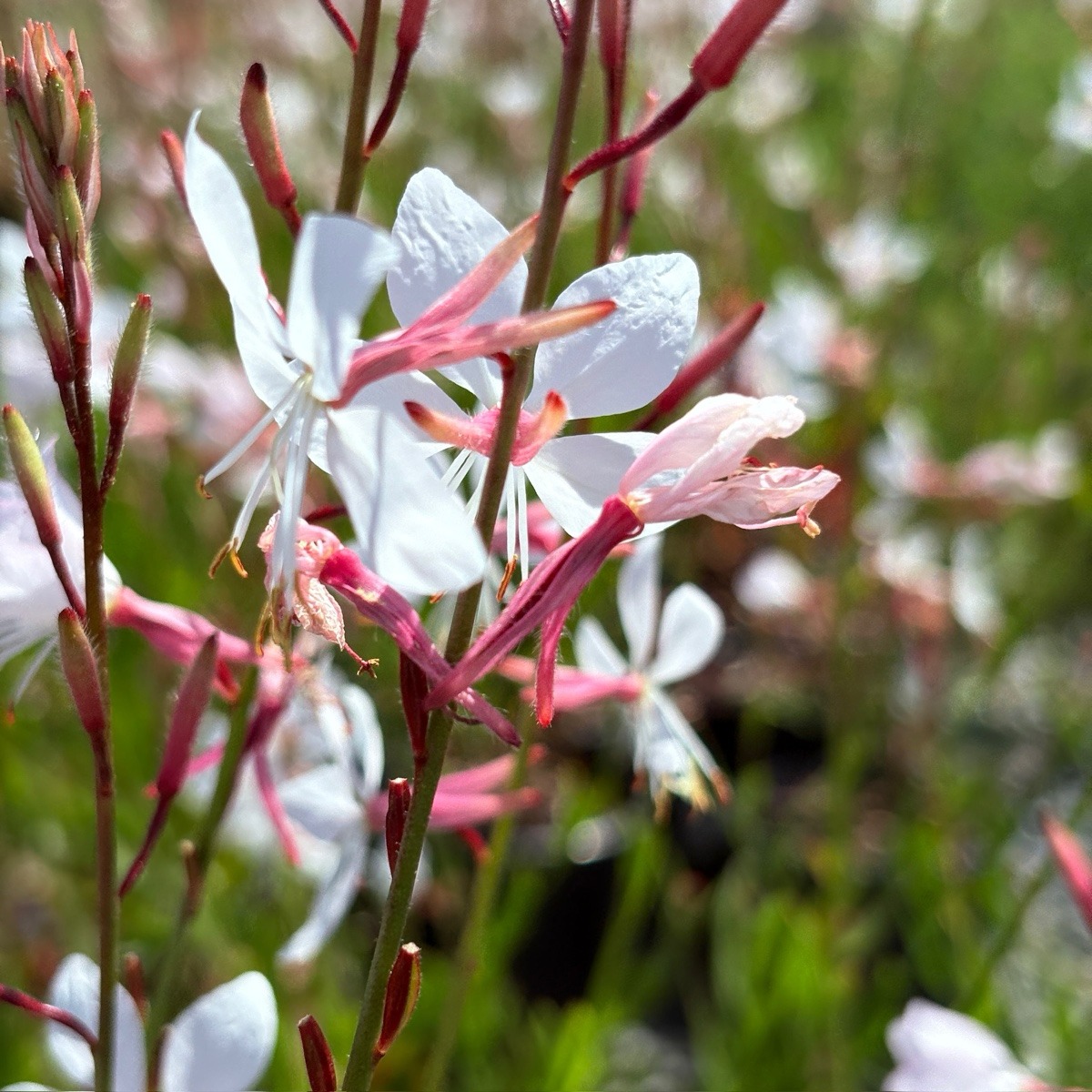 Close-up of white and pink Lindheimer's Beeblossom flowers with green leaves in the background
