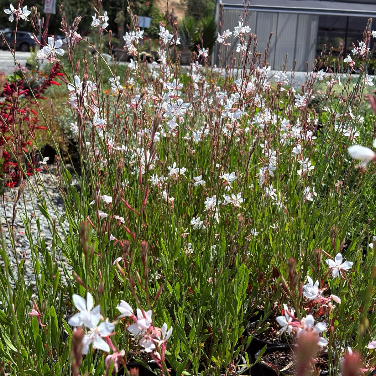 Lindheimer's Beeblossom Garden with white flowers and green foliage, blurred background