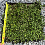 Square patch of Frog Fruit grass on a bed of small gray stones with a measuring tape for scale.