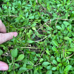 Hand holding Capeweed plants against a background of similar plants