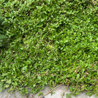 Close-up of Lippia rpens and weeds on a concrete surface