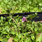 Close-up of a small purple flower amidst green foliage Lippia Grass with a black plastic pipe in the background.
