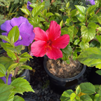 Lipstick Tropical Hibiscus