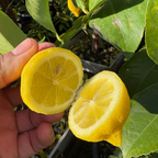 Lisbon Lemon