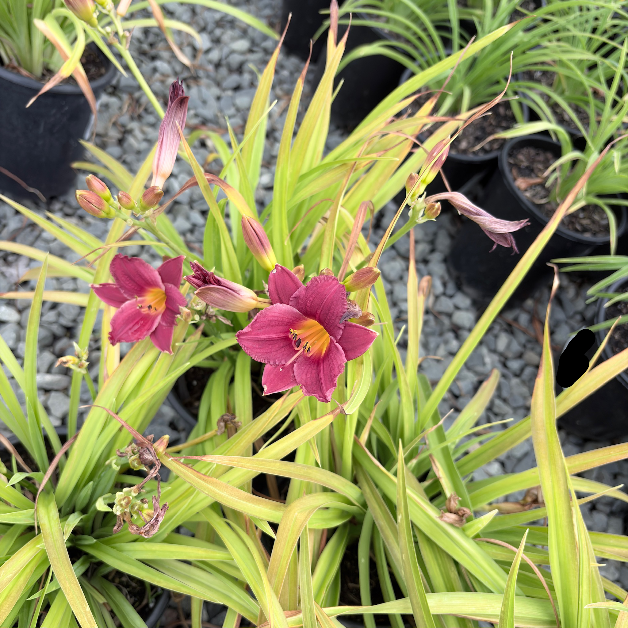 Little Business Daylily