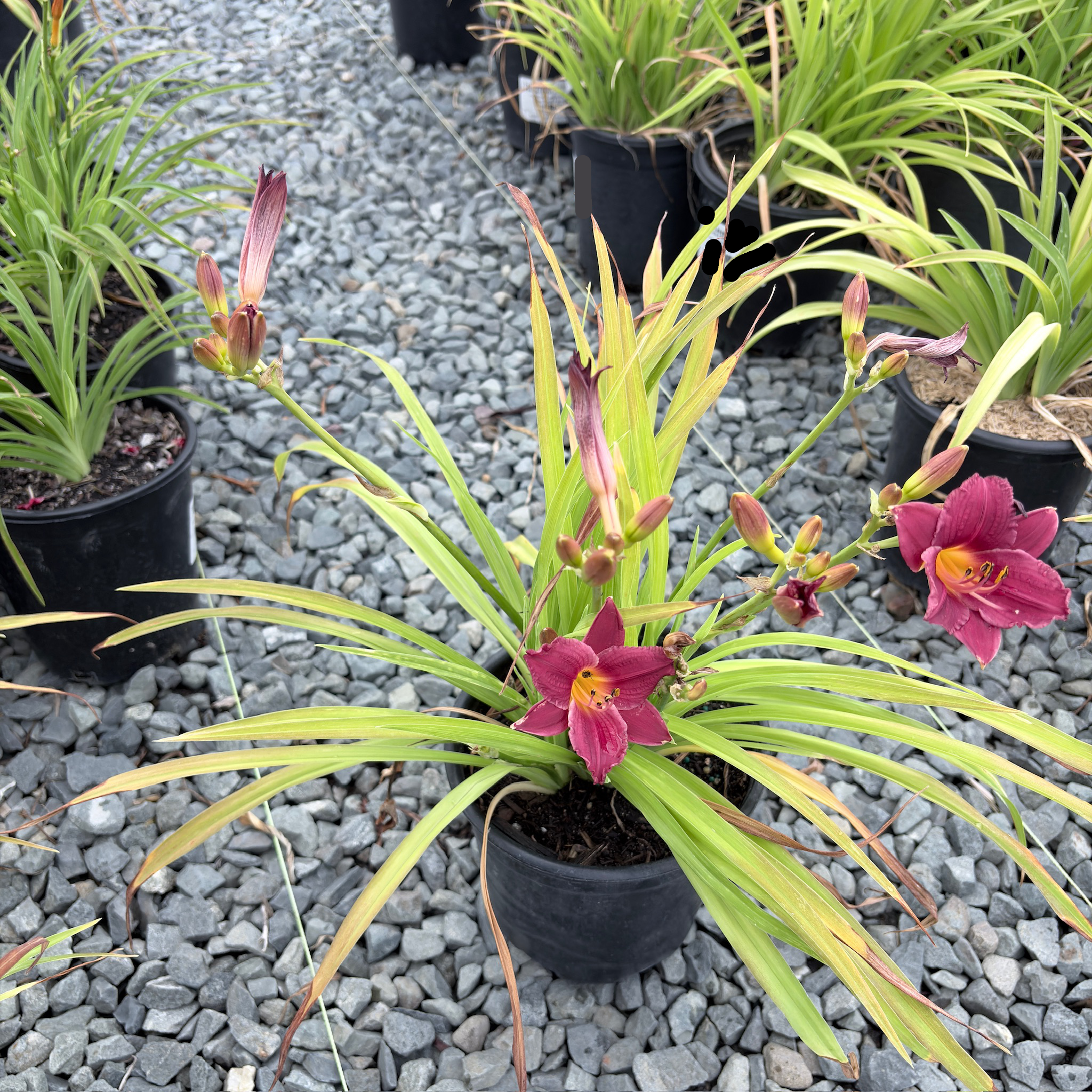 Little Business Daylily