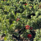 Little John Dwarf Weeping Bottlebrush