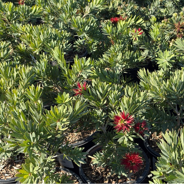 Little John Dwarf Weeping Bottlebrush