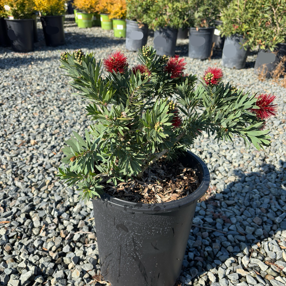 Little John Dwarf Weeping Bottlebrush