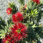 Little John Dwarf Weeping Bottlebrush