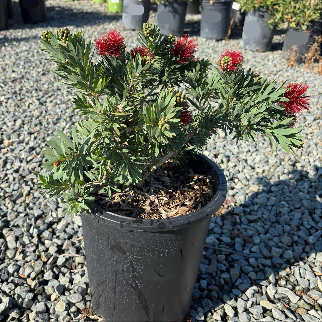 Little John Dwarf Weeping Bottlebrush