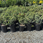 Little John Dwarf Weeping Bottlebrush