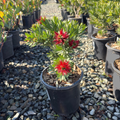 Little John Dwarf Weeping Bottlebrush