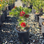 Little John Dwarf Weeping Bottlebrush