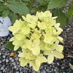 Little Lime® Panicle Hydrangea