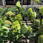 Little Lime® Panicle Hydrangea