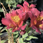 Little Miss Gina Peruvian Lily