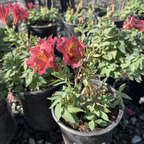 Little Miss Gina Peruvian Lily
