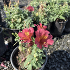 Little Miss Gina Peruvian Lily