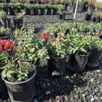 Little Miss Gina Peruvian Lily