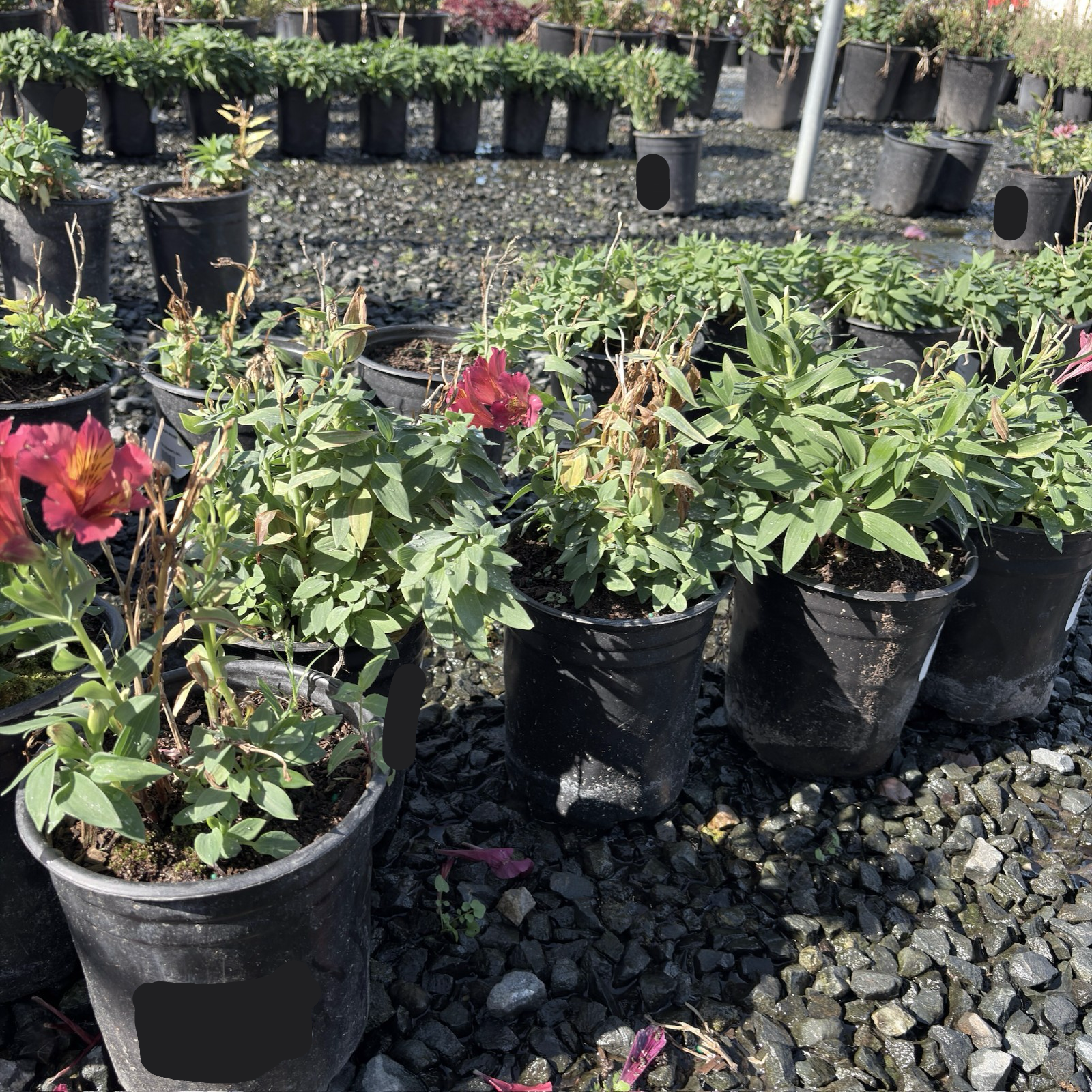 Little Miss Gina Peruvian Lily