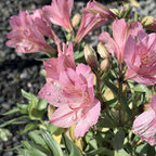 Little Miss Lucy Peruvian Lily
