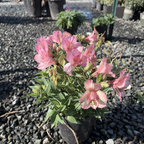Little Miss Lucy Peruvian Lily