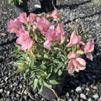 Little Miss Lucy Peruvian Lily