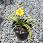 Little Miss Sunshine Daylily