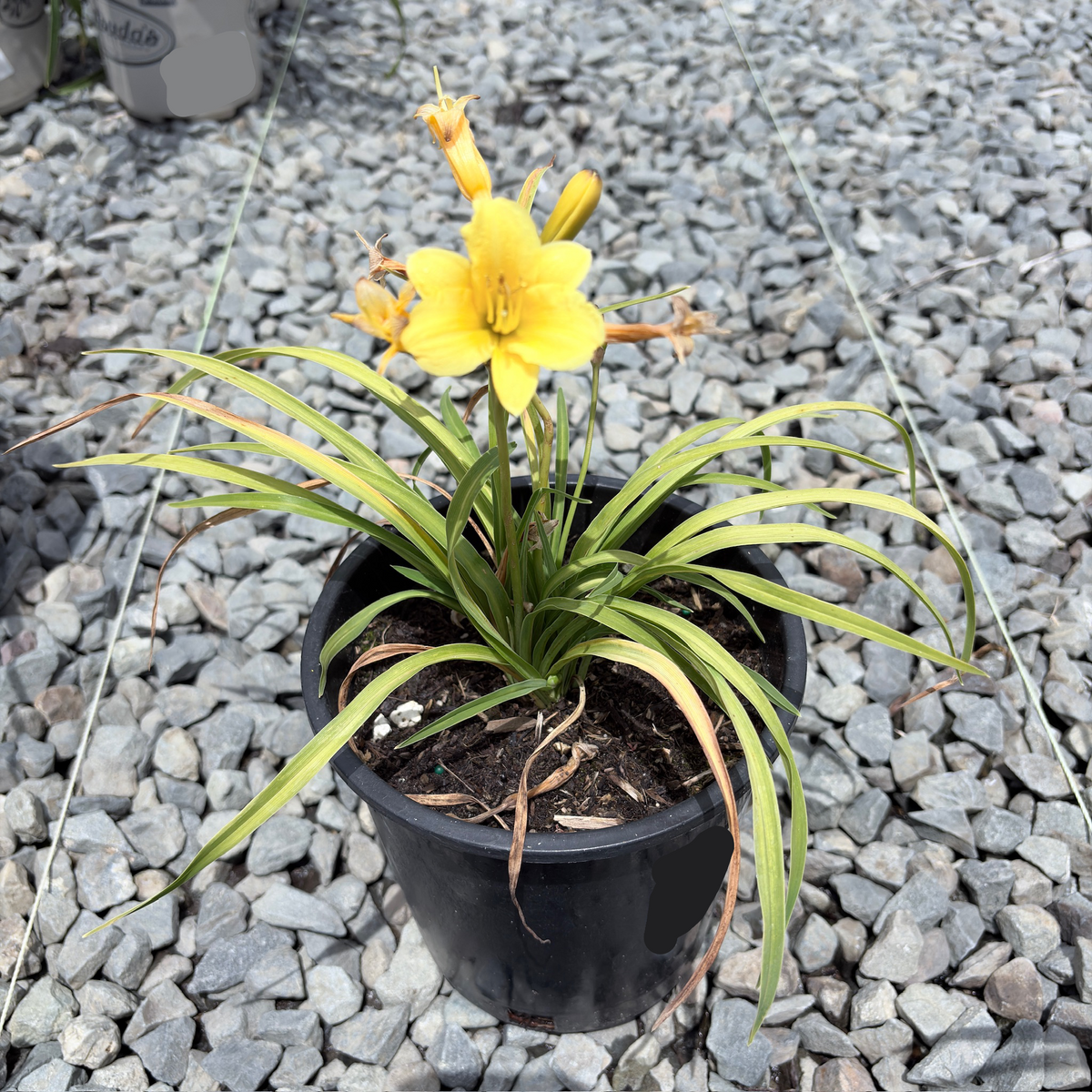 Little_Miss_Sunshine_Daylily_1