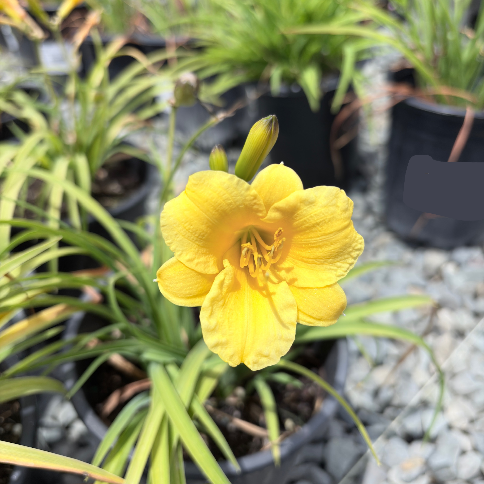 Little Miss Sunshine Daylily
