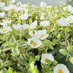 Little Miss Sunshine Rockrose