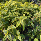 Little Miss Sunshine Rockrose